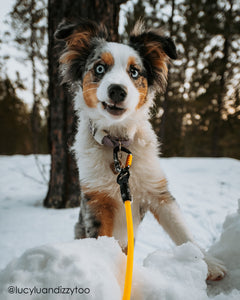 dog leash climbing rope carabiner swivel 