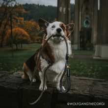 tuenne_rope_dog_leash_slip_leash