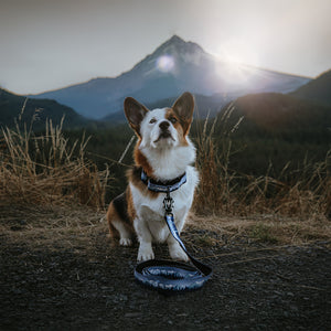 frog clip dog leash martingale collar mountain design