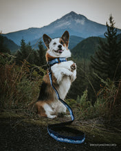 frog clip dog leash martingale collar mountain design