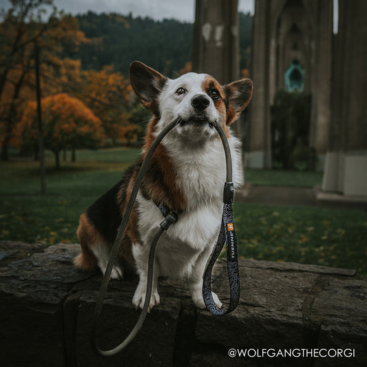 Slip Rope Dog Leash in Use – Adjustable Fit for All Sizes