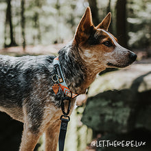 southwest pattern dog leash dog collar