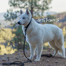 Dog with black Norte carabiner leash on a mountain