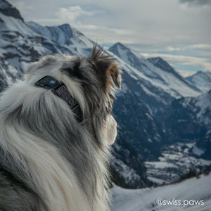 Tuenne Black Topographic Collar worn by a dog – sleek black design for everyday adventure