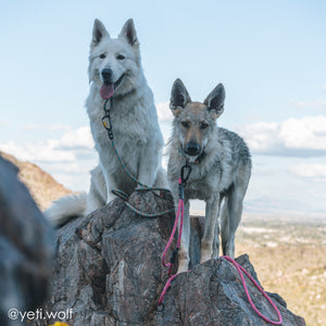Dogs hiking mountain with Tuenne Boulder Hybrid dog leash