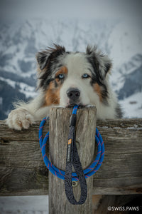 Dog with blue custom rope leash on a mountain
