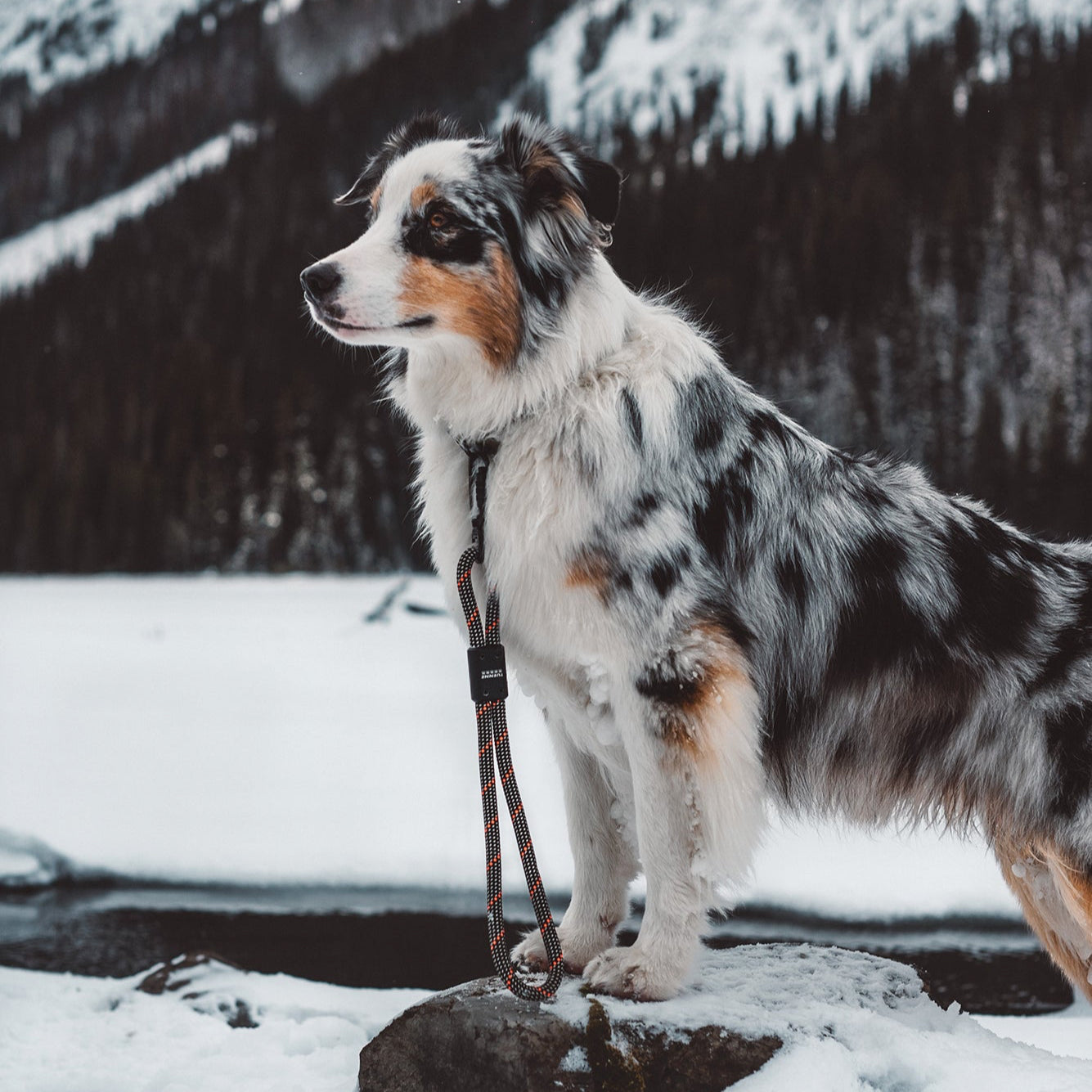 Dog wearing Auto-Locking Swivel Carabiner on SEND-IT Mini Dog Leash in mountains