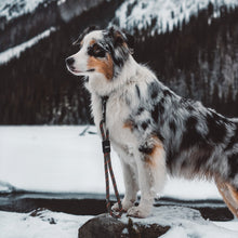 Dog wearing Auto-Locking Swivel Carabiner on SEND-IT Mini Dog Leash in mountains