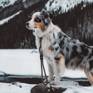 Dog wearing Auto-Locking Swivel Carabiner on SEND-IT Mini Dog Leash in mountains