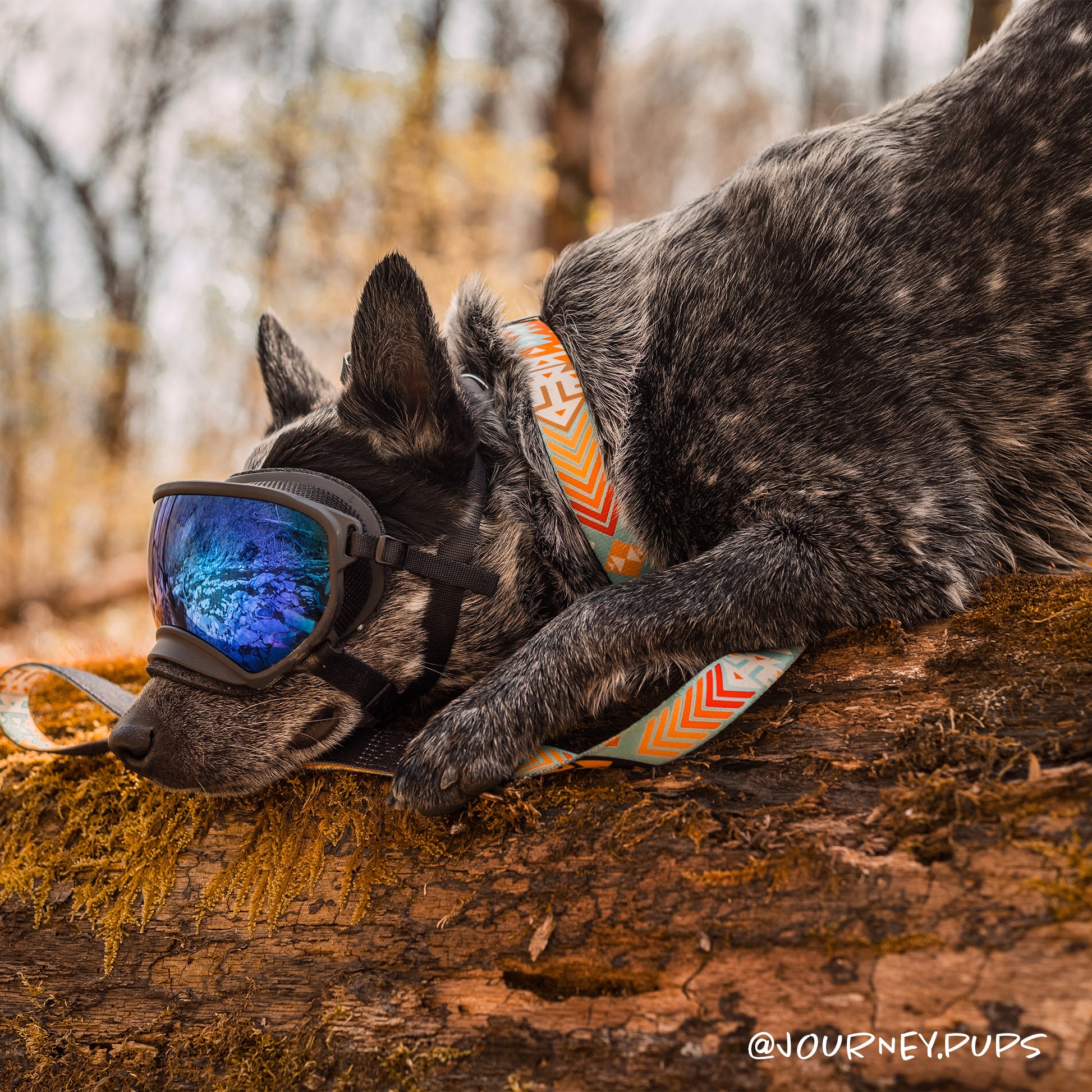Tuenne Southwest dog collar with original sublimated artwork and Duraflex buckle on cool dog
