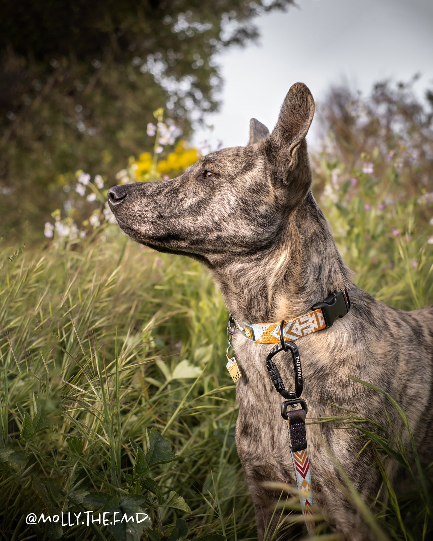 Tuenne Southwest Dream leash aztec with high-quality auto-locking carabiner on dog in field