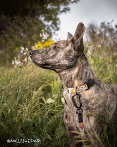 Tuenne Southwest Dream leash aztec with high-quality auto-locking carabiner on dog in field