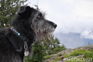 topographic sublimated dog collar carabiner