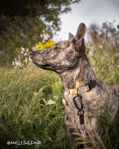tuenne southwest aztec native dog collar
