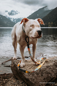 southwest pattern dog leash dog collar